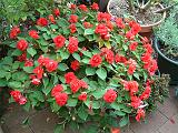 Impatiens Double Red 